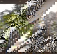 Best Western Sanctuary Inn - Accommodation Mount Tamborine