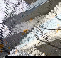 The Sebel Launceston - Accommodation Mount Tamborine