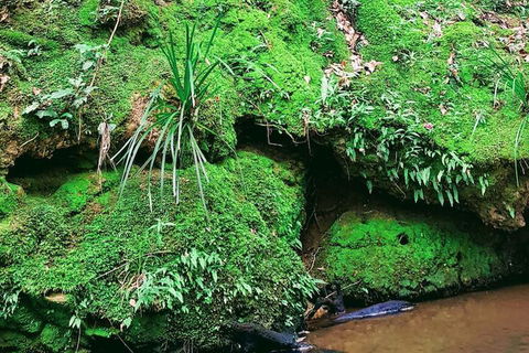 Stokers Lodge - Accommodation Mount Tamborine 5