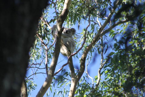 Forster Holiday Apartment - Accommodation Mount Tamborine 6