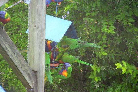 A Lakehouse Escape - Accommodation Mount Tamborine 4