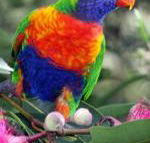 Cottage by the Bay - Accommodation Mount Tamborine