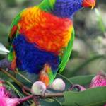 Cottage By The Bay - Accommodation Mount Tamborine 0