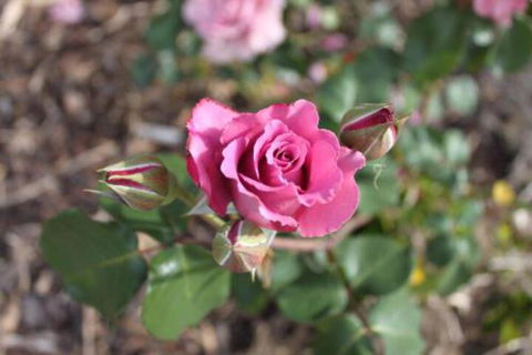 Alpine Aspects - Accommodation Mount Tamborine 3