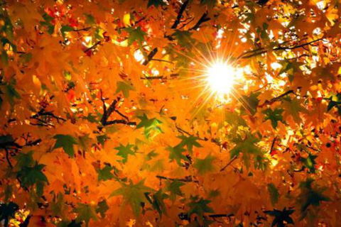 Alpine Aspects - Accommodation Mount Tamborine 2