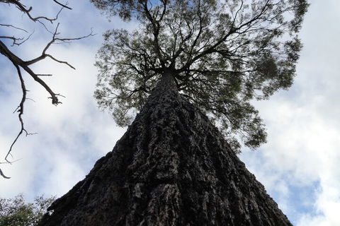 Down To Earth Farm Retreat - Accommodation Mount Tamborine 1