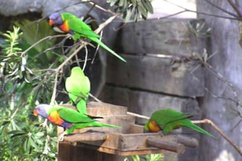 Kianinny Bush Cottages - Accommodation Mount Tamborine 1