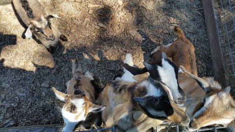 The Red Stag - Accommodation Mount Tamborine 6