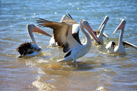 Alva Beach Tourist Park - Accommodation Mount Tamborine 4