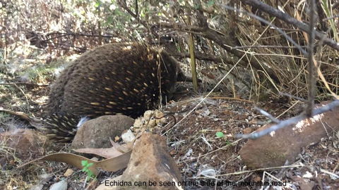 Penguin Seaside Homestay - Accommodation Mount Tamborine 1