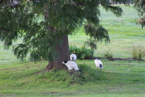 Nyora Lodge B & B - Accommodation Mount Tamborine 3