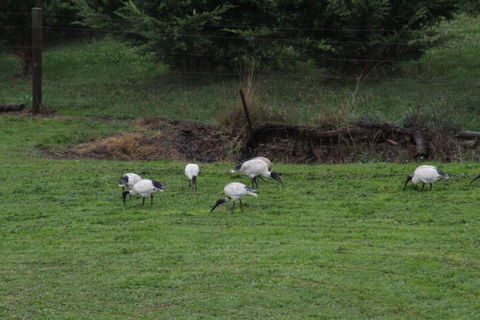 Nyora Lodge B & B - Accommodation Mount Tamborine 2