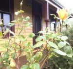 Albion Cottage - Accommodation Mount Tamborine
