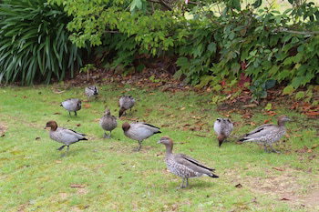 Leura Fairways East - Accommodation Mount Tamborine 1