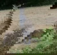 Jarrah Lodge - Accommodation Mount Tamborine