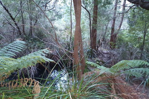 Roland B&B - Accommodation Mount Tamborine 5