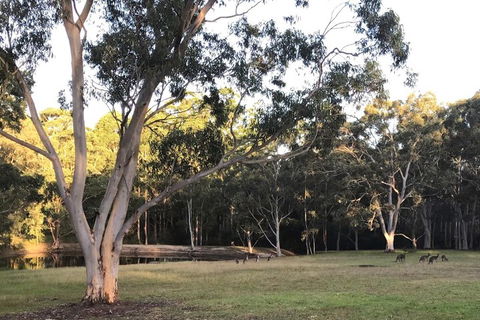 Azaltie - Accommodation Mount Tamborine 7