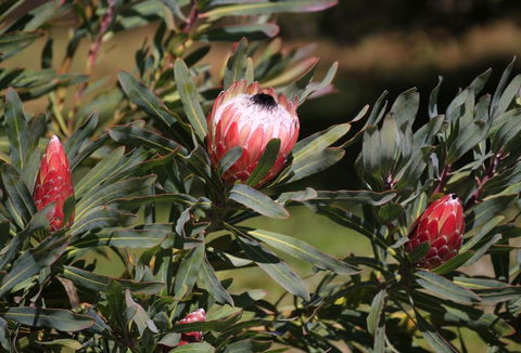 Riverwalk B & B - Accommodation Mount Tamborine 5