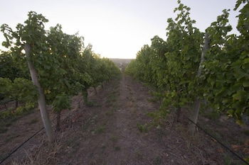 Barristers Block Vigneron Villa - Accommodation Mount Tamborine 4