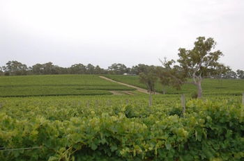 Barristers Block Vigneron Villa - Accommodation Mount Tamborine 6