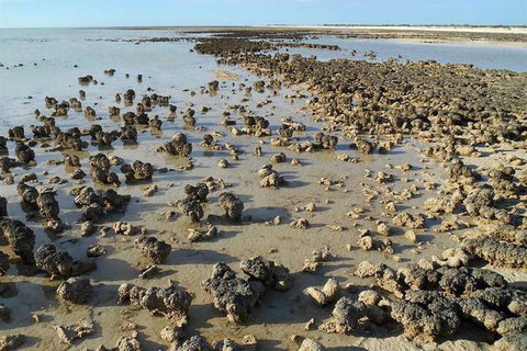 Hamelin Pool Caravan Park - Accommodation Mount Tamborine 3