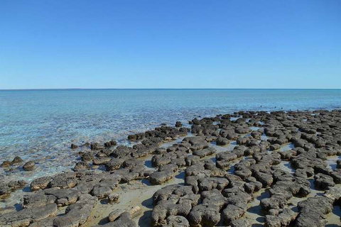 Hamelin Pool Caravan Park - Accommodation Mount Tamborine 4