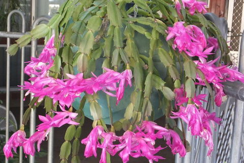 Kathys Place Bed And Breakfast - Accommodation Mount Tamborine 1