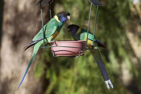 Kathys Place Bed And Breakfast - Accommodation Mount Tamborine 2