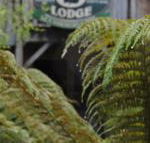 The Wombat Cottage - Accommodation Mount Tamborine