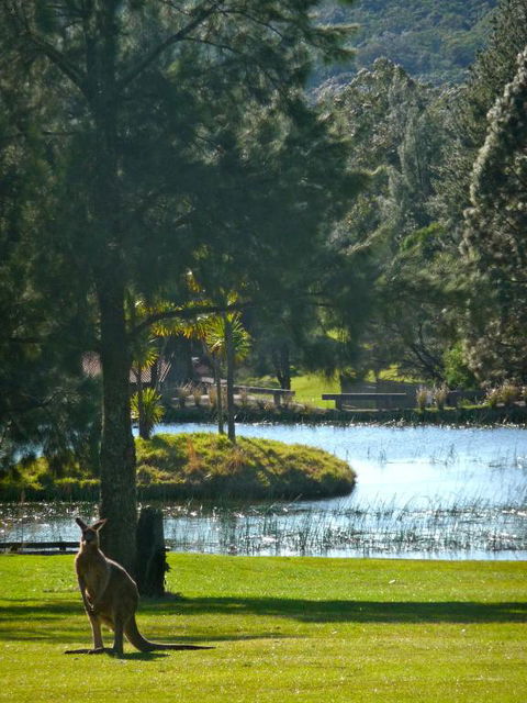 Siver Cabin - Accommodation Mount Tamborine 3