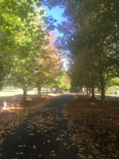 A Peaceful Cabin In The Country - Accommodation Mount Tamborine 2