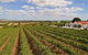 Barossa Valley Lyndoch - thumb 0
