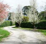 Robin Hill Manor rambling retreat  tennis court - Accommodation Mount Tamborine