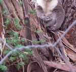 Stringybark Hills Retreat - Accommodation Mount Tamborine