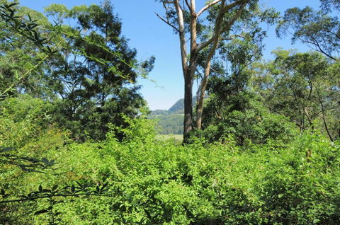 Love Shack 1 Bedroom Cosy Cottage! - Accommodation Mount Tamborine 3