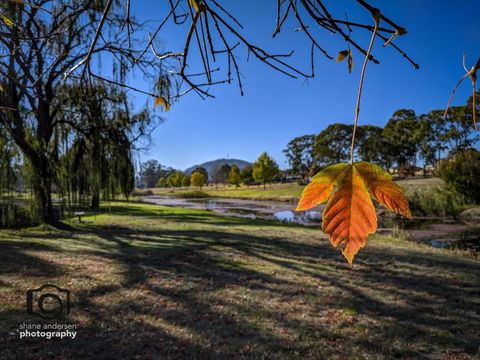 Dillons Cottage - Accommodation Mount Tamborine 4