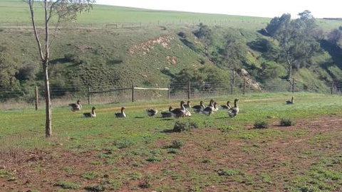 The Cottage At Riverside Farm - Accommodation Mount Tamborine 6