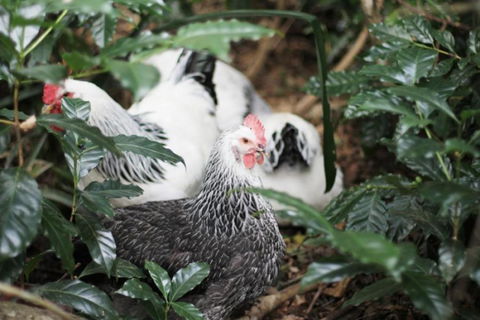 Maviss Cabins At Mt. Warning - Accommodation Mount Tamborine 3