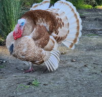 Halls Haven Holiday Units - Accommodation Mount Tamborine