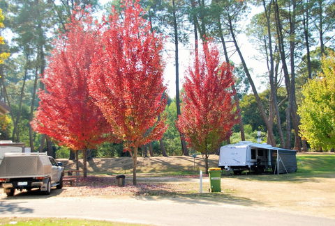 Beechworth Lake Sambell Caravan Park - Accommodation Mount Tamborine 1
