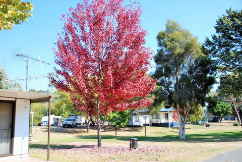 Beechworth Lake Sambell Caravan Park - Accommodation Mount Tamborine 6