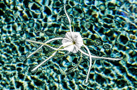 The Bay - Accommodation Mount Tamborine 4