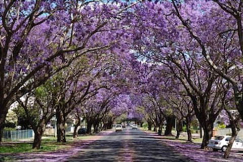 Civic Motel - Accommodation Mount Tamborine 3