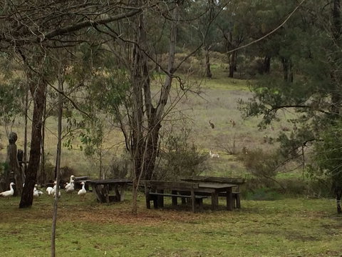 Wildwood Guesthouse - Accommodation Mount Tamborine 1