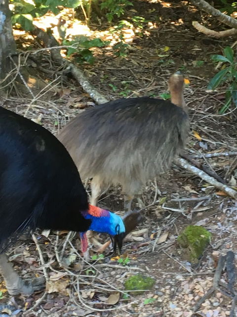 Licuala Lodge - Accommodation Mount Tamborine 1