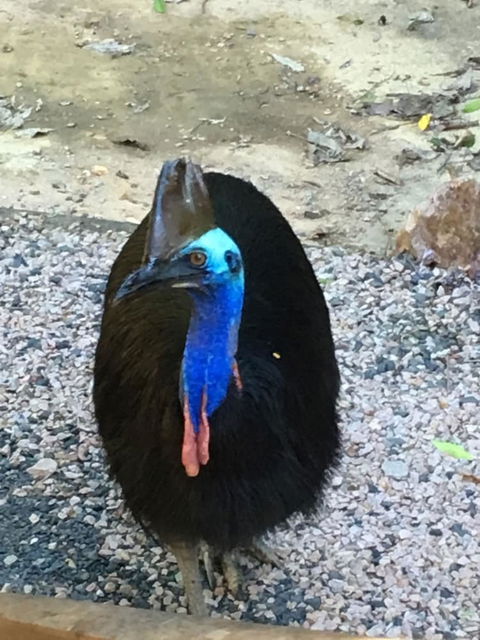 Licuala Lodge - Accommodation Mount Tamborine 0