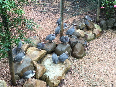 Licuala Lodge - Accommodation Mount Tamborine 4
