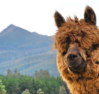 Maydena Mountain Cabins - Accommodation Mount Tamborine