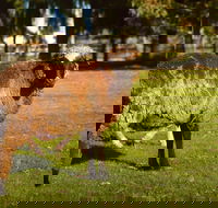 Enderslie House Bed  Breakfast - Accommodation Mount Tamborine