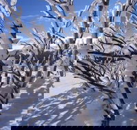 Ripparoo Ski Lodge - Accommodation Mount Tamborine